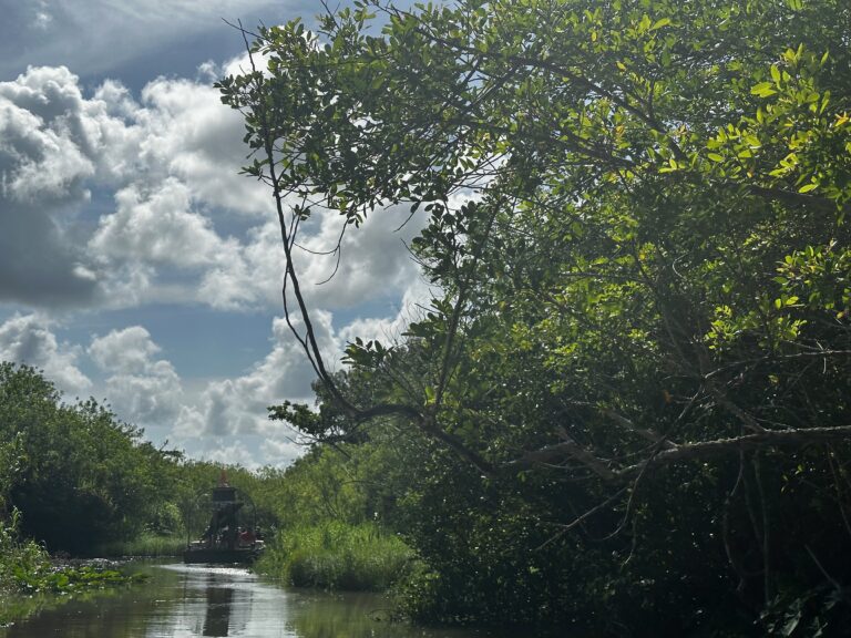 Read more about the article EVERGLADES