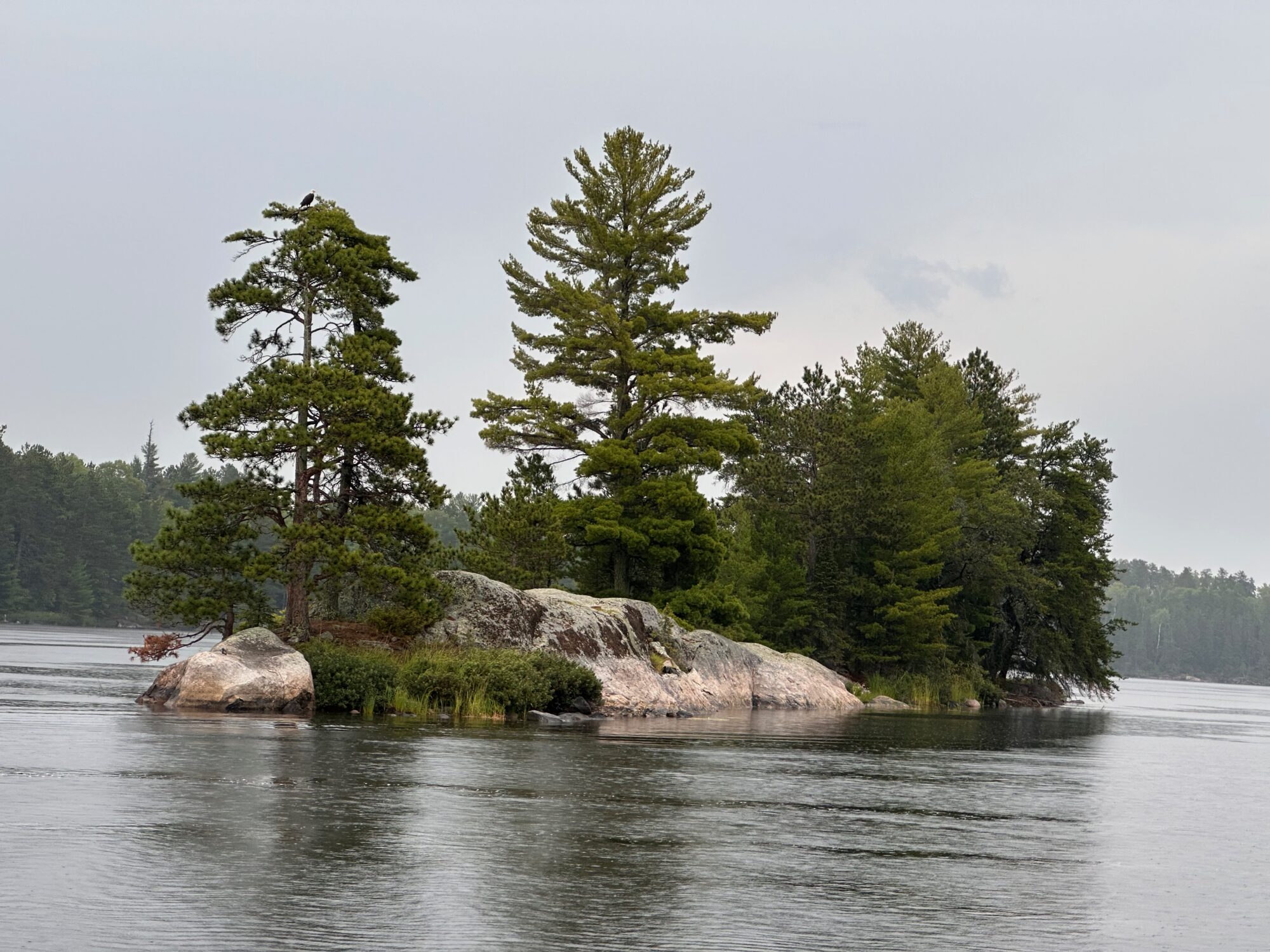Voyaguers has a diverse array of wildlife both large and small. Moose, black bears, gray wolves, as well as aquatic animals such as beavers, otters, and various fish like walleye and pike life here. A variety of migratory birds fly through annually.