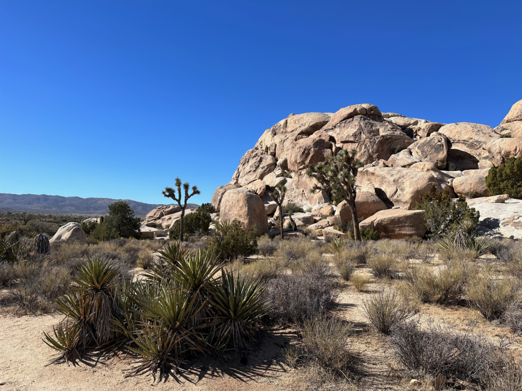 Read more about the article JOSHUA TREE