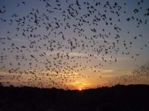 An estimated 400,000 Brazilian bats leave the Natural Entrance to consume 3 tons of insects - each night! We waited quietly for dusk. Finally few bats exited silently and then a swoosh of erratically black, darting bats darken the dusk sky. As they migrate visit between the months of May and October for this spectacular experience..