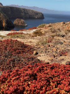 The spectacular view of Becher's Bay from atop Torrey Pines Trail on Santa Rosa island.