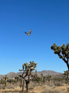 A red-tailed hawk flys above the Joshua Trees.