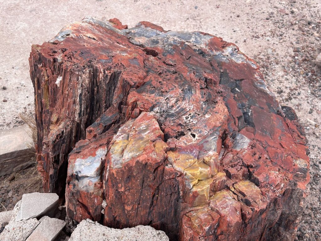 Read more about the article PETRIFIED FOREST