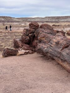 This petrified log is huge. Compare with the visitors in the distance.