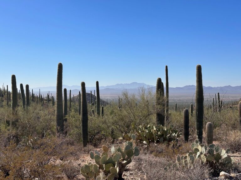 Read more about the article SAGUARO