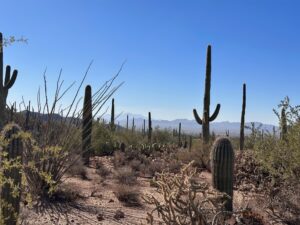 The desert's saguaro forests are home to many species. The cacti provide food and shelter for numerous birds, mammals, and other animals. Indigenous peoples have relied on the saguaro for food, tools, and construction for centuries.