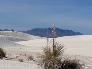 The yucca is generally associated with feelings of strength, protection, and new opportunities. This one stands proud in the desert.