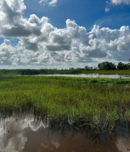 White billowy clouds are reflected in swamp waters of the Everglades.