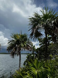 Tropical plants line the shore of Biscayne Bay.