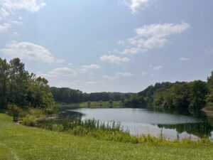 Indigo Lake, lovely meadows and shelter attracts a wide range of animals including mammals like coyotes, beavers, and river otters, along with numerous bird species such as bald eagles and great blue herons.