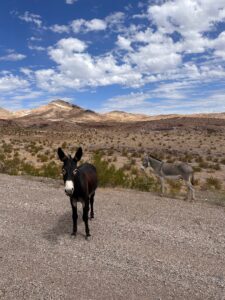 August 15, my birthday. At the entrance to Death Valley we were greeted by these lovely burros. They both nonchalantly gazed while we excitedly took photos and chattered.