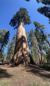 A massive sequoia overshadows the surrounding trees.
