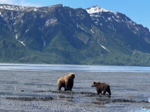 A wary grizzly mother teaches her cub to dig for clams. I stood spellbound watching as the two bears foraged along the shore of Chinitna Bay..