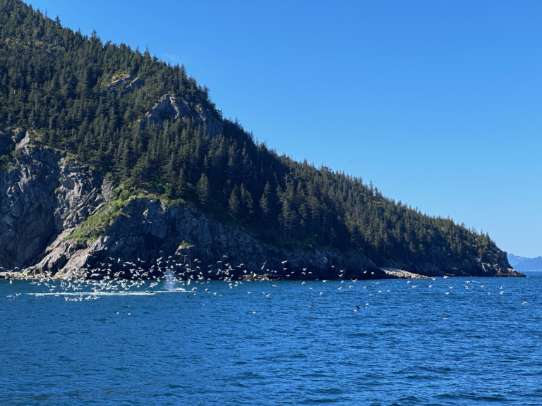 Read more about the article KENAI FJORDS