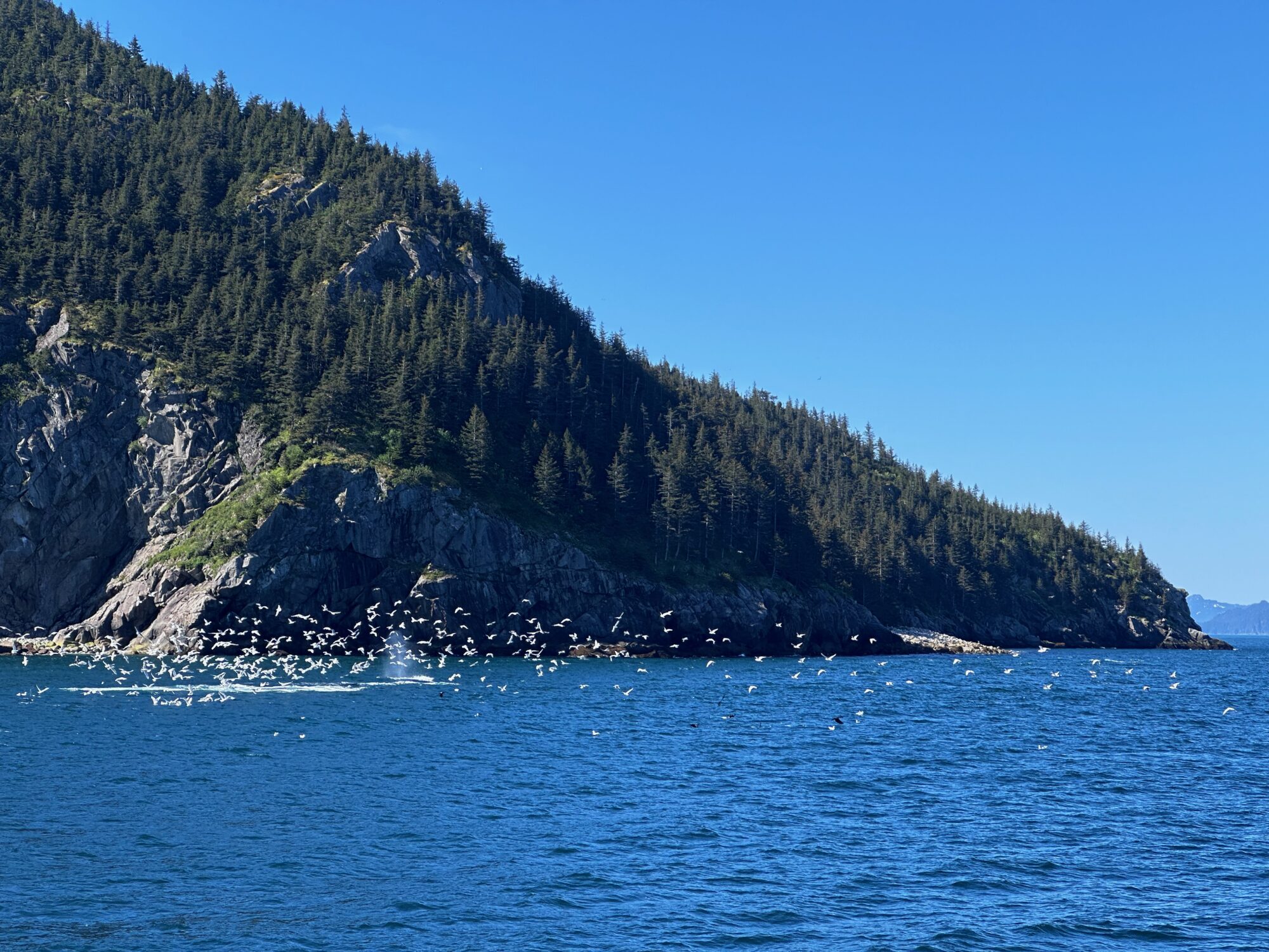 Kenai Fjords National Park is home to over 190 bird species. The cliffs play host to a myraid of nesting birds. A whale feeding energizes the birds to share the bounty.