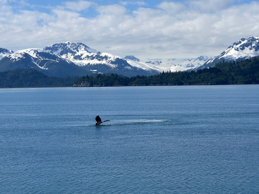 Read more about the article GLACIER BAY