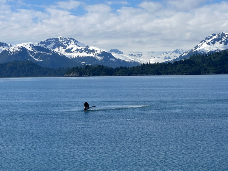 Read more about the article GLACIER BAY